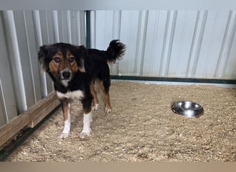 ♥SALOME♥ neu auf Pflegestelle bei Leverkusen - bildhübsche, sensible, kluge Hundemama 49cm