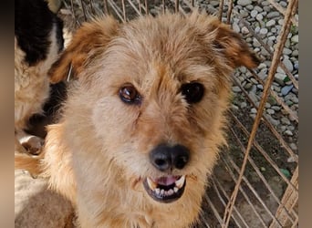 ♥LINDI♥ ruhige, sanfte, anfangs noch vorsichtige süße Hündin mit wuscheligem goldfarbenen Fell 49 cm