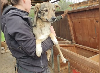 ♥LUMI♥ süßer, ganz lieber Rüde, der im Tierheim sehr viel Angst hat 47 cm