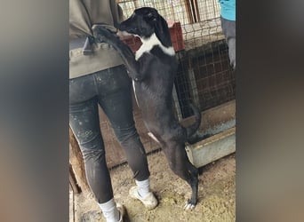 ♥MIRU♥ bezaubernder, lieber, zutraulicher, fröhlicher Jungrüde, der alles richtig machen möchte 47cm