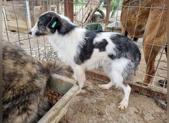 ♥FLORENCE♥ ab 9. Mai auf Pflegestelle bei Köln - bezaubernde, anfangs noch vorsichtige Hündin 48cm