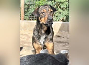 ⭐️ZITA⭐️, treue Seele, Hündin, 4 Jahre, 44 cm, Mischling, Tierschutz Rumänien