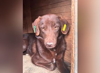 ♥MISSY♥ ab 15. Aug auf Pflegestelle in Köln - süße, zierliche, noch etwas vorsichtige Hündin 45cm