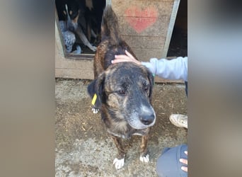 ♥RUSTY♥ unfassbar verschmuster und kuschelbedürftiger, wunderschöner, gestromter Rüde 49 cm