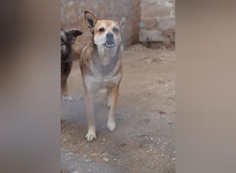 ⭐️KODA⭐️, vorsichtiger Rüde, 4,5 Jahre, 45 cm, Mischling, Tierschutz Rumänien