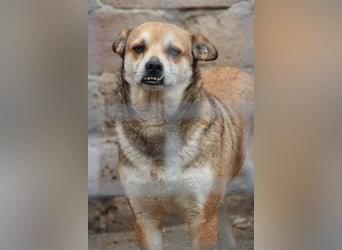 ⭐️KODA⭐️, vorsichtiger Rüde, 4,5 Jahre, 45 cm, Mischling, Tierschutz Rumänien