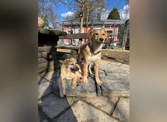 ♥DIDI♥ auf Pflegestelle bei Köln - bezaubernder, verspielter Welpenjunge 44cm - wird mittelgroß