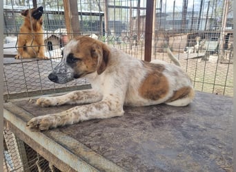 ♥MIRCO♥ wunderschöner tricolor-farbener, aufgeschlossener, verspielter Jungrüde - wird mittelgroß