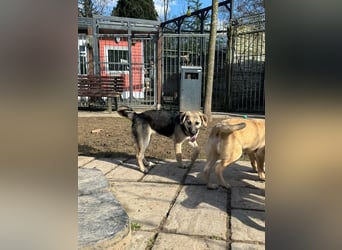 ♥DINA♥ auf Pflegestelle bei Köln-hübsches, liebes, verspieltes Welpenmädchen 42cm