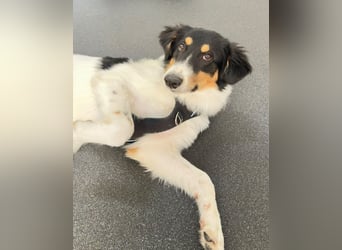 SOARE, aktiver Rüde, Pflegestelle Duisburg, 6 Monate, 50 cm, Tierschutz Rumänien