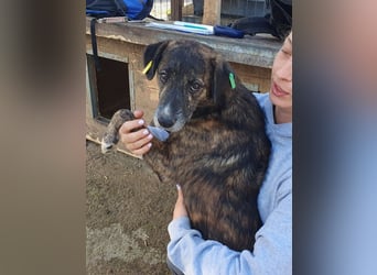 ♥RUSTY♥ unfassbar verschmuster und kuschelbedürftiger, wunderschöner, gestromter Rüde 49 cm