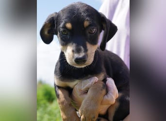 ⭐️Mila⭐️, zum Verlieben, Welpe, Hündin, 3 Monate, 25 cm (im Wachstum), Mischling, Tierschutz Rumänie