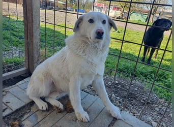 ♥JANOSCH♥ hübscher, sehr lieber, anfangs noch vorsichtiger Labrador-Mix-Rüde 48 cm