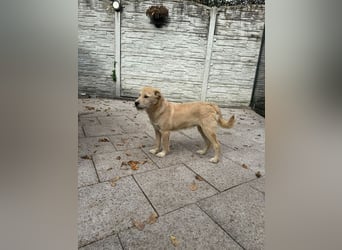 ♥BARNY♥ auf Pflegestelle bei Köln - zuckersüßer, anfangs noch vorsichtiger, verspielter Bub 44 cm