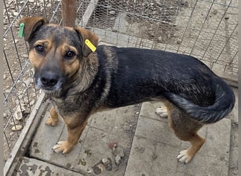 ♥BEN♥ Traumhund mit wundervollem Charakter, der auf seine Menschen wartet 49 cm