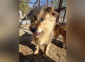 ♥PUMBA♥ hübsche, ruhige, sensible, ganz liebe Hündin mit längerem Fell 47 cm