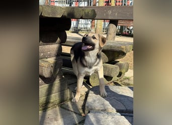 ♥DINA♥ auf Pflegestelle bei Köln-hübsches, liebes, verspieltes Welpenmädchen 42cm