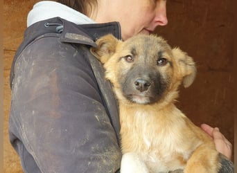 ♥LORD♥ ganz niedlicher,sehr lieber Junghund,der in einem dunklen Zwinger hocken muss-wird mittelgroß