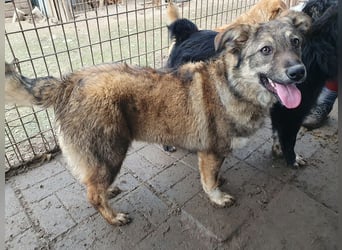 ♥ALISON♥ bezaubernde, verschmuste Junghündin voller Lebensfreude 49 cm