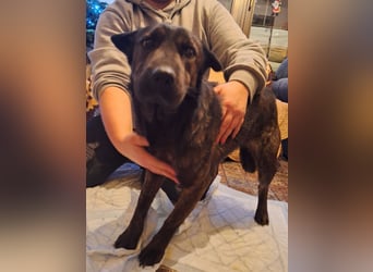 ⭐️ZANA⭐️, Knutschkugel, Hündin, 8,5 Jahre, 45 cm, Mischling, Tierschutz Rumänien