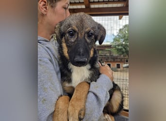 ♥CARINO♥ ganz süßer, lieber, nicht aufdringlicher und ruhiger Junior 48 cm