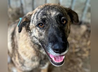 ♥JOELINA♥ super liebe, verschmuste hübsche gestromte Hündin 49 cm