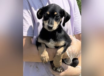 ⭐️Mila⭐️, zum Verlieben, Welpe, Hündin, 3 Monate, 25 cm (im Wachstum), Mischling, Tierschutz Rumänie