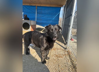 ⭐️COSTEL⭐️, lieber Charakter-Kopf, Rüde, 3,5 Jahre, 42 cm, Mischling, Tierschutz Rumänien