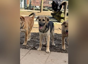 ♥DINA♥ auf Pflegestelle bei Köln-hübsches, liebes, verspieltes Welpenmädchen 42cm