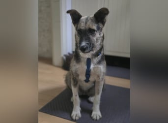 OLIVIA, Traumhündin, 2 Jahre, 50 cm, Pflegestelle 53773, Tierschutz Rumänien