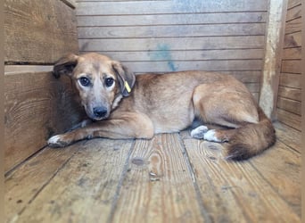 ♥BECKY♥ ab 14. Feb auf Pflegestelle bei Köln - zuckersüße, hübsche, noch vorsichtige Junghündin 45cm