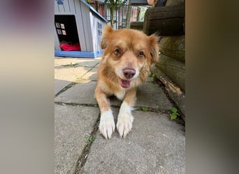 ♥BENNY♥ auf Pflegestelle bei Köln - süßer, ganz menschenbezogener Rüde 42cm