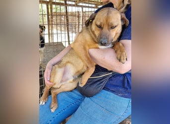 ♥PETER♥ süßer, so lieber Rüde,der neu im Tierheim gelandet ist und nicht weiß,wie ihm geschieht 46cm