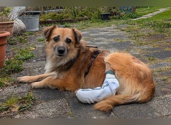 ♥DIDRIK♥ auf Pflegestelle bei Köln - süßer, lieber, dankbarer, blinder Purzel 45 cm