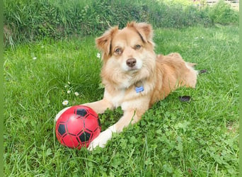 ♥BENNY♥ auf Pflegestelle bei Köln - süßer, ganz menschenbezogener Rüde 42cm