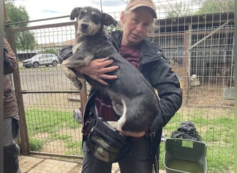 ♥RONI♥ sanfte,hübsche, liebe,anfangs noch schüchterne Hündin,die sicher schnell Vertrauen fasst 47cm