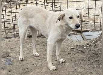 ♥ELLA♥ besonders hübsche, sanfte, noch vorsichtige Hündin 49 cm