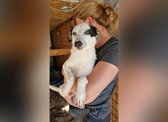 ♥KOBOLD♥ hübscher, sehr lieber Rüde 45 cm - wer schenkt ihm ein Zuhause?