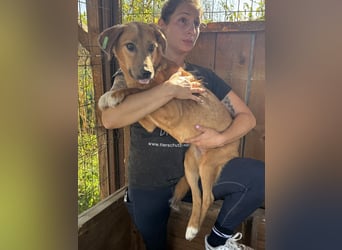 ♥BECKY♥ ab 14. Feb auf Pflegestelle bei Köln - zuckersüße, hübsche, noch vorsichtige Junghündin 45cm