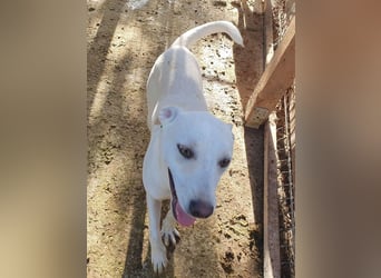 ♥LUCY♥ sportliche, lebenslustige, sehr menschenbezogene Junghündin 45 cm