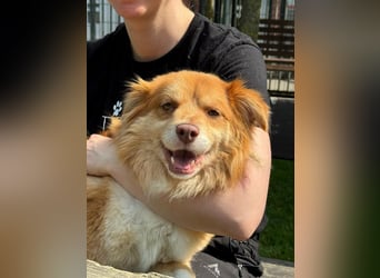 ♥BENNY♥ auf Pflegestelle bei Köln - süßer, ganz menschenbezogener Rüde 42cm