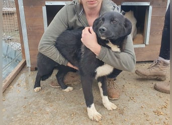 ♥MARVIN♥ zuckersüßer, ganz lieber, im Tierheim völlig verängstigter armer Schatz 48 cm