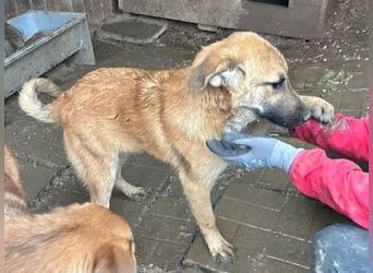 ♥ELVIS♥er bringt alles mit,was man sich wünschen kann: ruhig, sehr menschenbezogenen, liebevoll 48cm