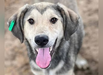 ♥BABU♥bildschöner Prachtjunge,den wir mit seinem besonderen Charme gleich ins Herz geschlossen haben