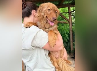 ♥BRUNJA♥ ab 27. Jun auf Pflegest bei Leverkusen - menschenbezogene und liebenswerte Junghündin 45cm