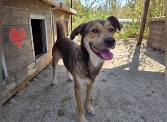 ♥CODY♥ wunderschöner tricolor-farbener, anhänglicher, sportlicher Rüde 45 cm