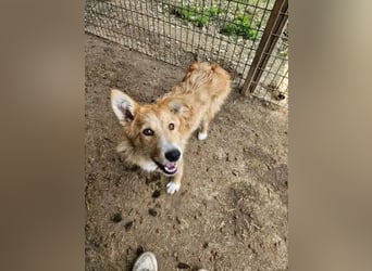 ♥SONJA♥ ab 15. Aug auf Pflegestelle bei Köln-niedliche, ganz freundliche und zutrauliche Hündin 50cm