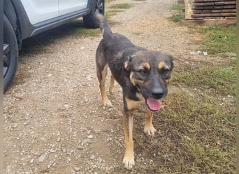 ♥CLIO♥ sehr menschenbezogene, ganz liebe und zutrauliche Schmusebacke 48 cm