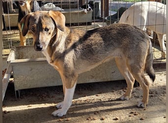 ♥STACY♥ süße, liebe, noch zurückhaltende Junghündin, die mit Liebe und Zeit aufblühen wird 45 cm