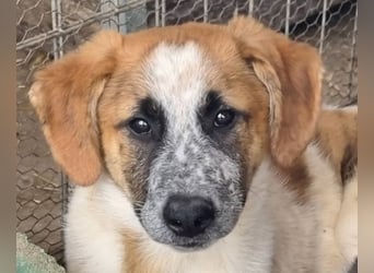 ♥MIRCO♥ wunderschöner tricolor-farbener, aufgeschlossener, verspielter Jungrüde - wird mittelgroß